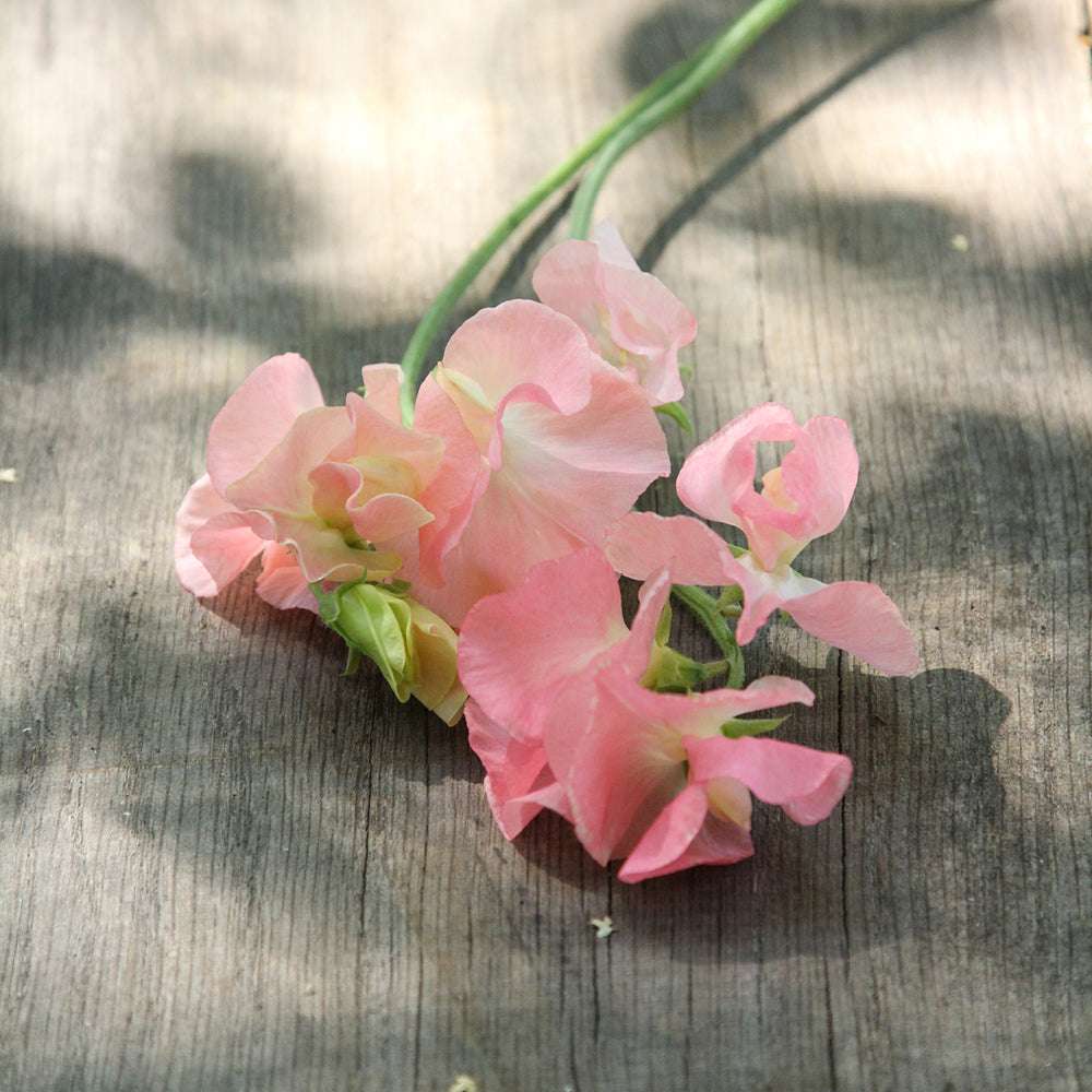 Bluehende Pflanze Duftwicke - Lathyrus odoratus 'Spring Sunshine Peach'  aus der Gartenzauber-Saatgutserie