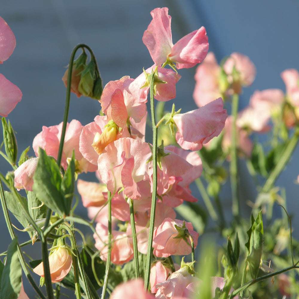 Bluehende Pflanze Duftwicke - Lathyrus odoratus 'Spring Sunshine Peach'  aus der Gartenzauber-Saatgutserie