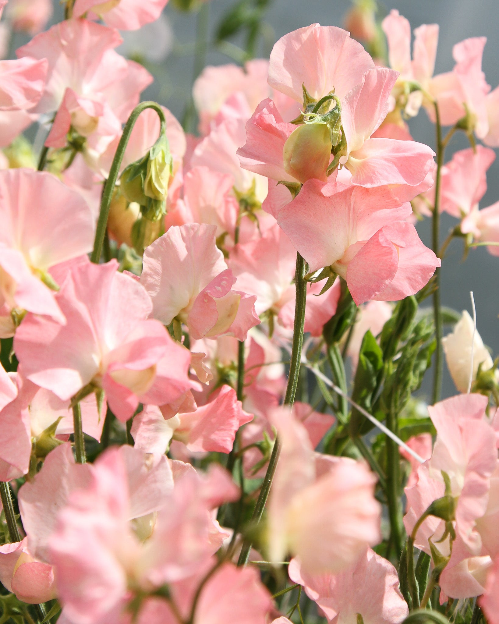 Pfirsichfarbene Blüten der Duftwicke ‚Spring Sunshine Peach‘ mit warmer, weicher Farbnuance.