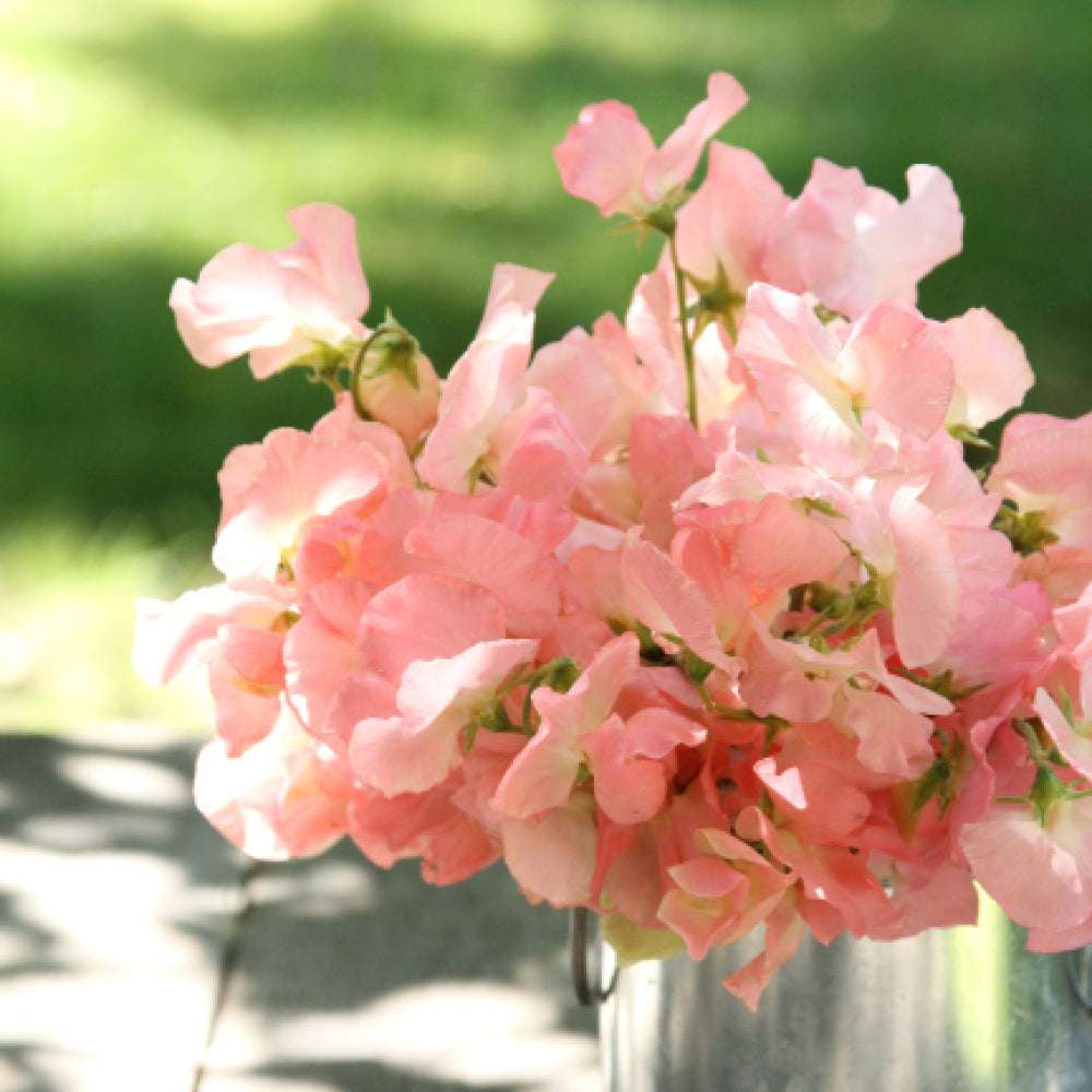 Bluehende Pflanze Duftwicke - Lathyrus odoratus 'Spring Sunshine Peach'  aus der Gartenzauber-Saatgutserie