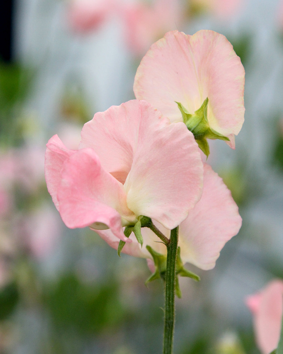 Bluehende Pflanze Duftwicke - Lathyrus odoratus 'Spring Sunshine Peach'  aus der Gartenzauber-Saatgutserie