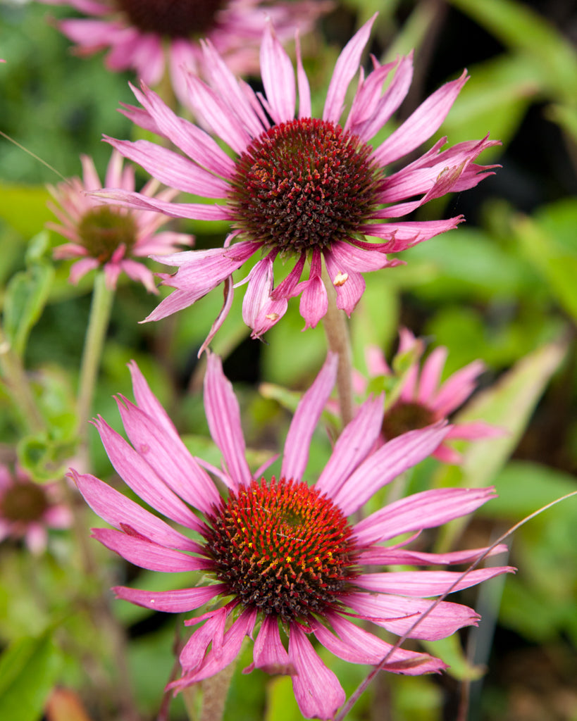 Nahaufnahme einiger Blüten des Tennessee-Sonnenhuts (Echinacea tennesseensis ‘Rocky Top’) mit aufrecht stehenden, glänzenden rosafarbenen Blütenblättern.