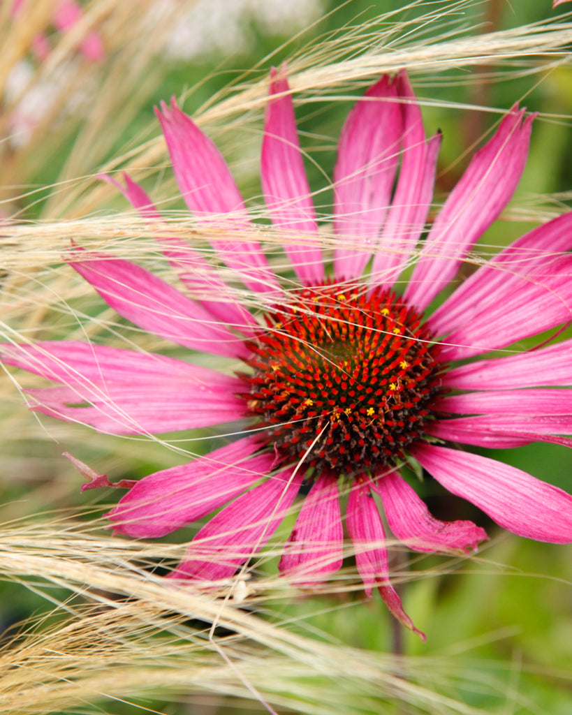 Nahaufnahme einer Blüte des Tennessee-Sonnenhuts (Echinacea tennesseensis ‘Rocky Top’) mit aufrecht stehenden, glänzenden rosafarbenen Blütenblättern.
