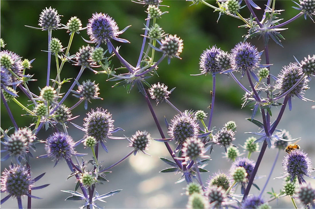 Stahlblaue Blüten der Edeldistel (Eryngium planum) ziehen Bienen und Schwebfliegen magisch an – eine langlebige, standfeste Staude mit silbrigem Glanz.