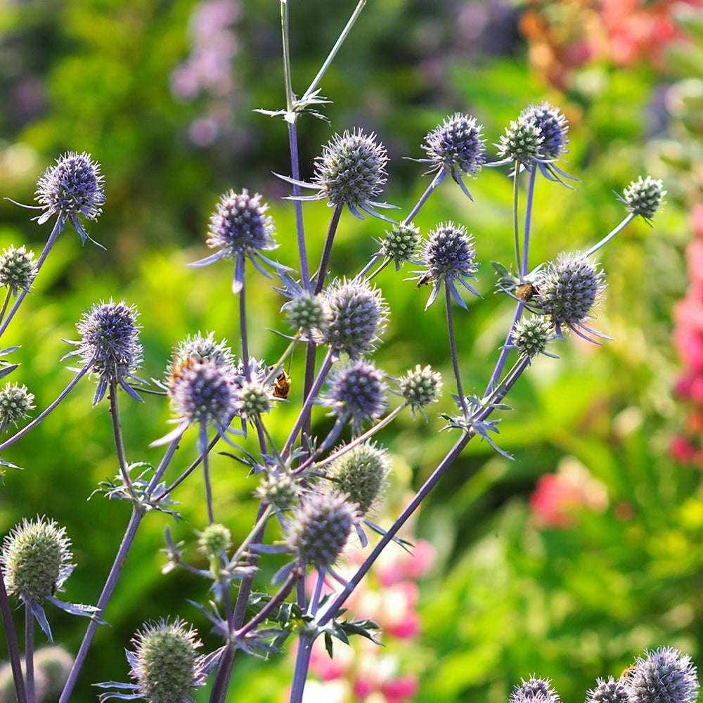Bluehende Pflanze Edeldistel - Eryngium planum `Blue Glitter`aus der Gartenzauber-Saatgutserie