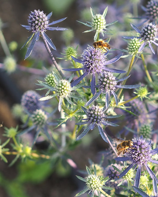 Bluehende Pflanze Edeldistel - Eryngium planum `Blue Glitter`aus der Gartenzauber-Saatgutserie