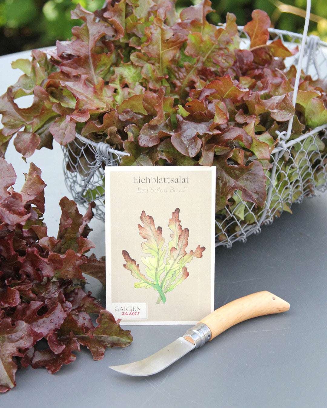 Eichblattsalat · 'Red Salad Bowl' · BIO · Lactuca sativa var. Acephala · Saatgut von Gartenzauber