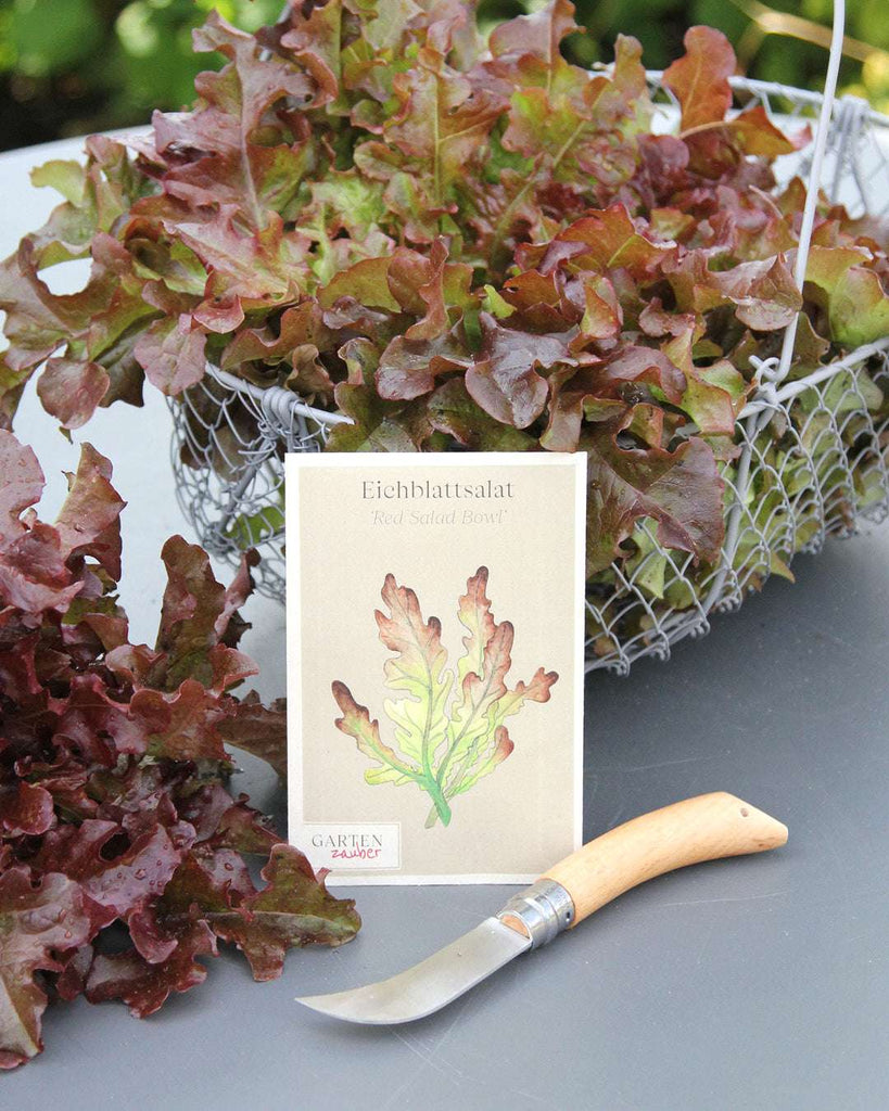 Oak leaf lettuce 'Red Salad Bowl' - Lactuca sativa var. Acephala