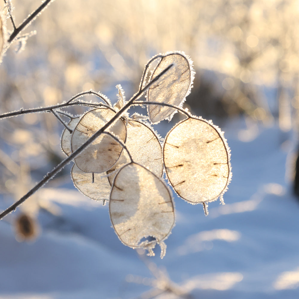 Silberblatt - Lunaria annua (violett)