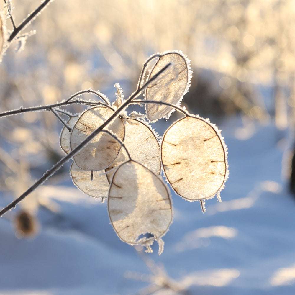 Silver leaf - Lunaria annua (purple)