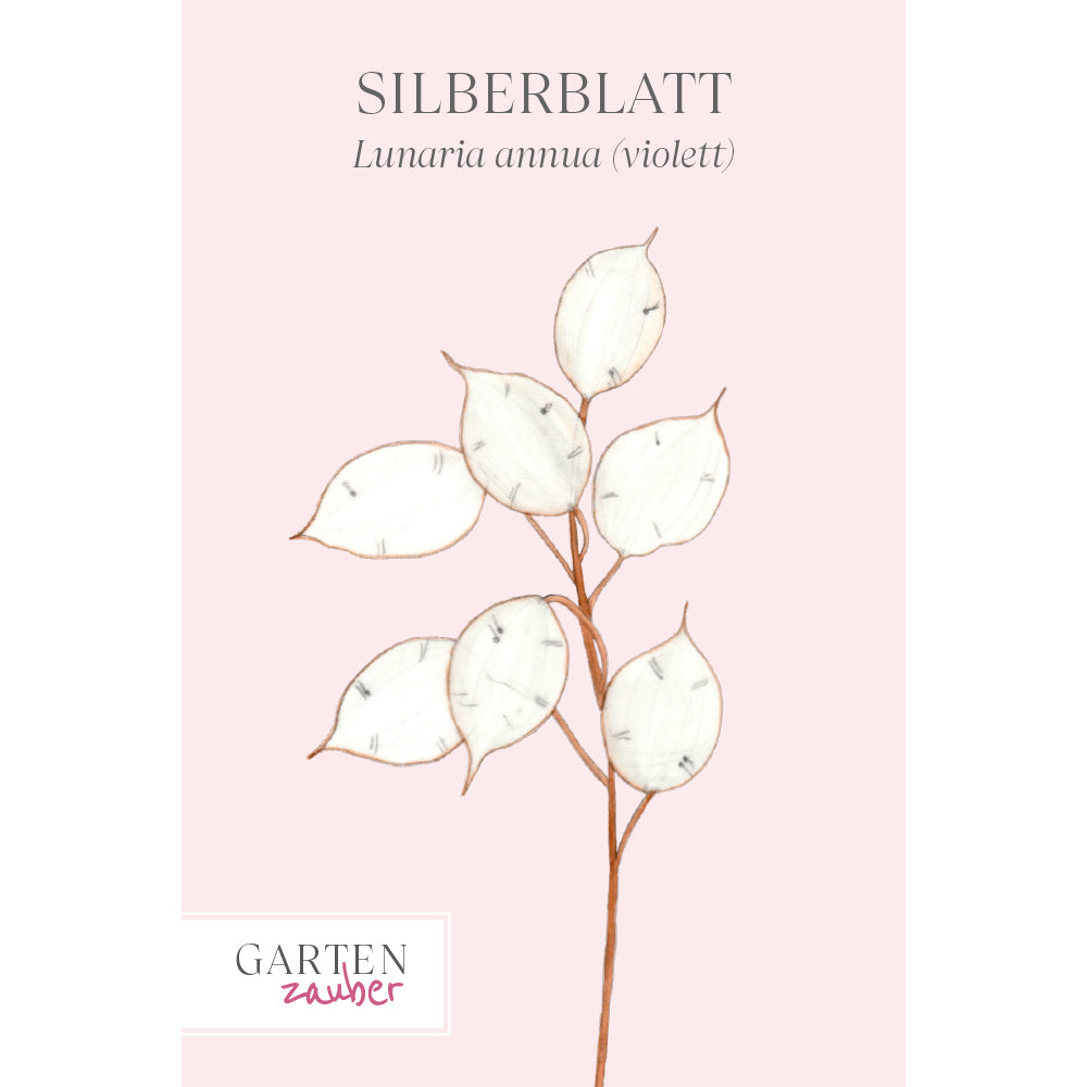 Blume Silberblatt Lunaria annua aus der Gartenzauber-Saatgutserie