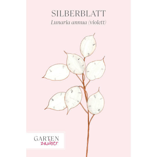 Silver leaf - Lunaria annua (purple)