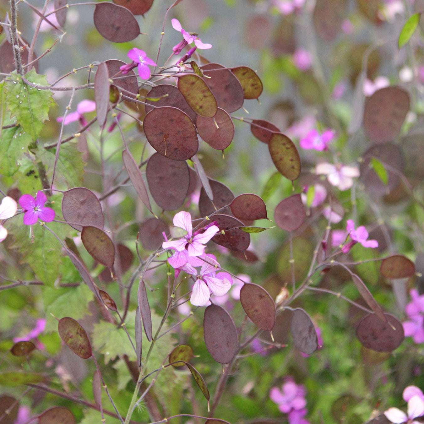 Blume Silberblatt Lunaria annua aus der Gartenzauber-Saatgutserie
