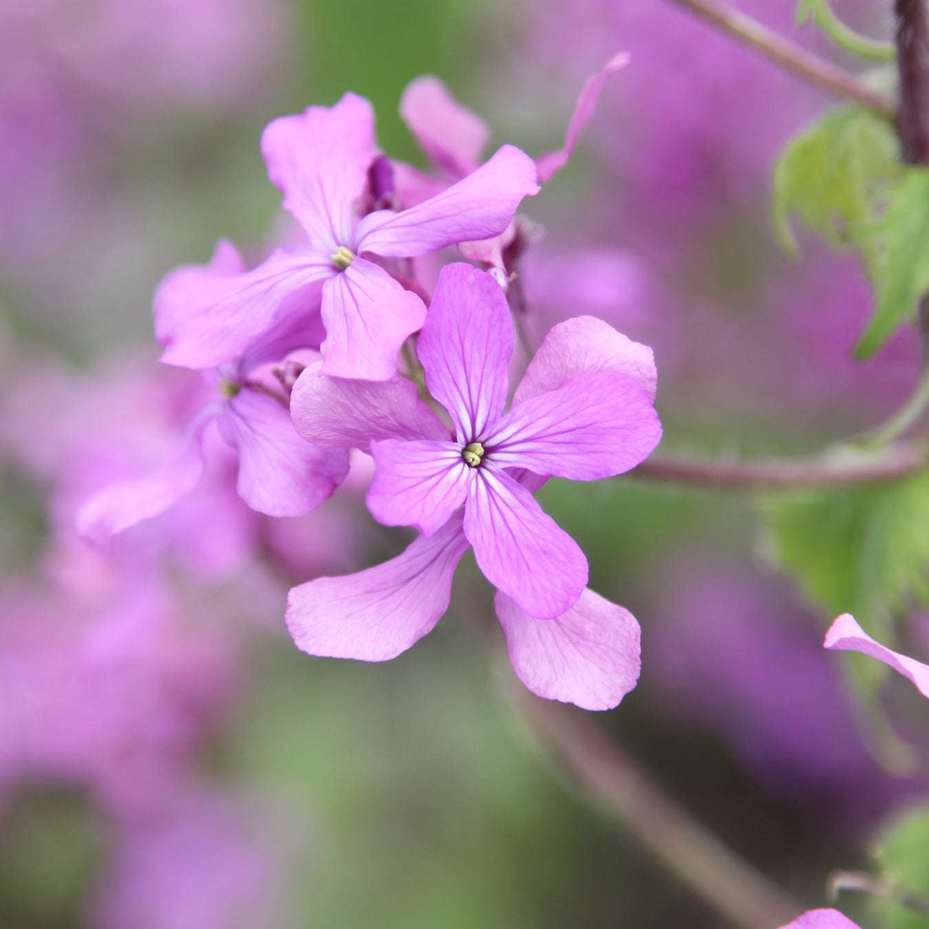 Silver leaf - Lunaria annua (purple)