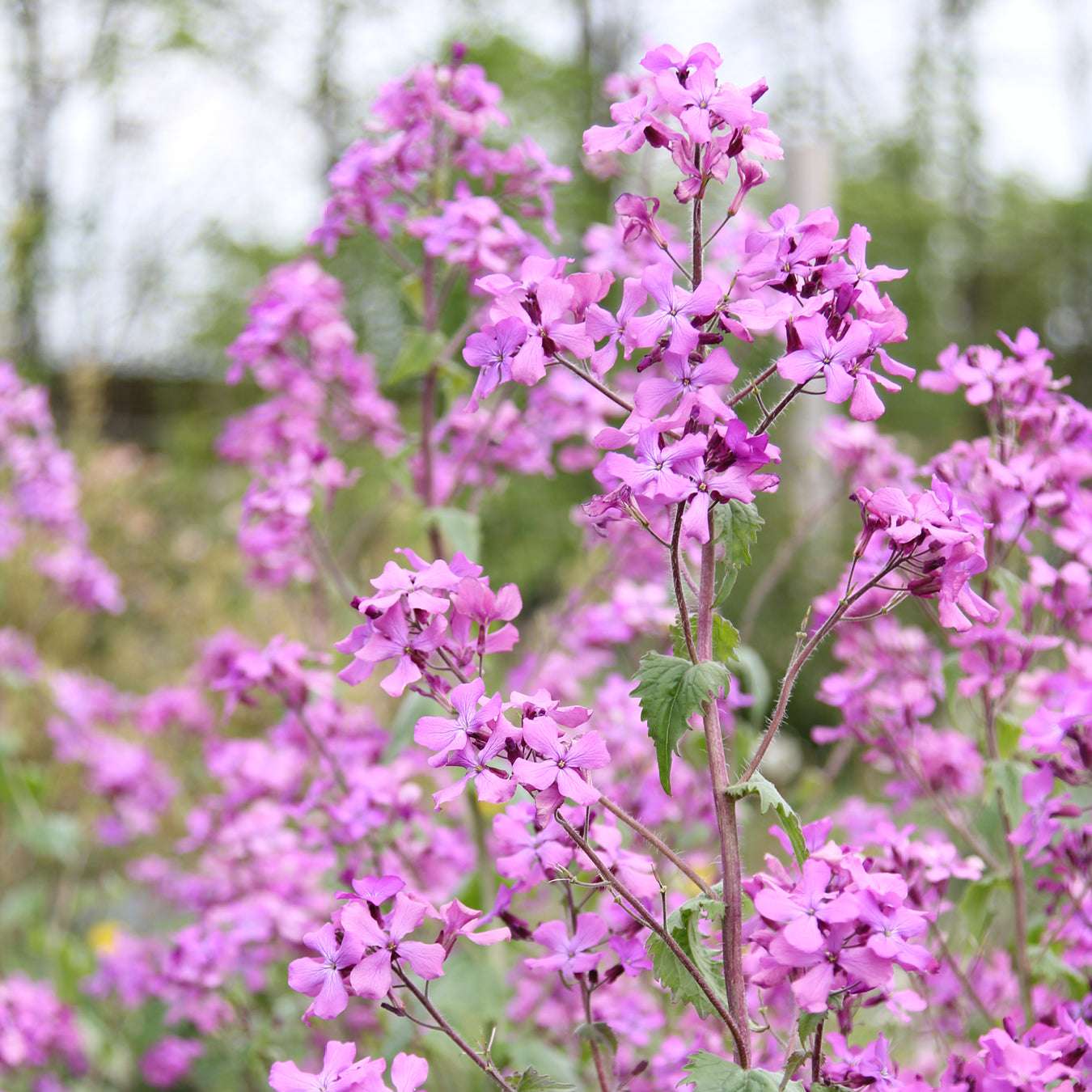Blume Silberblatt Lunaria annua aus der Gartenzauber-Saatgutserie