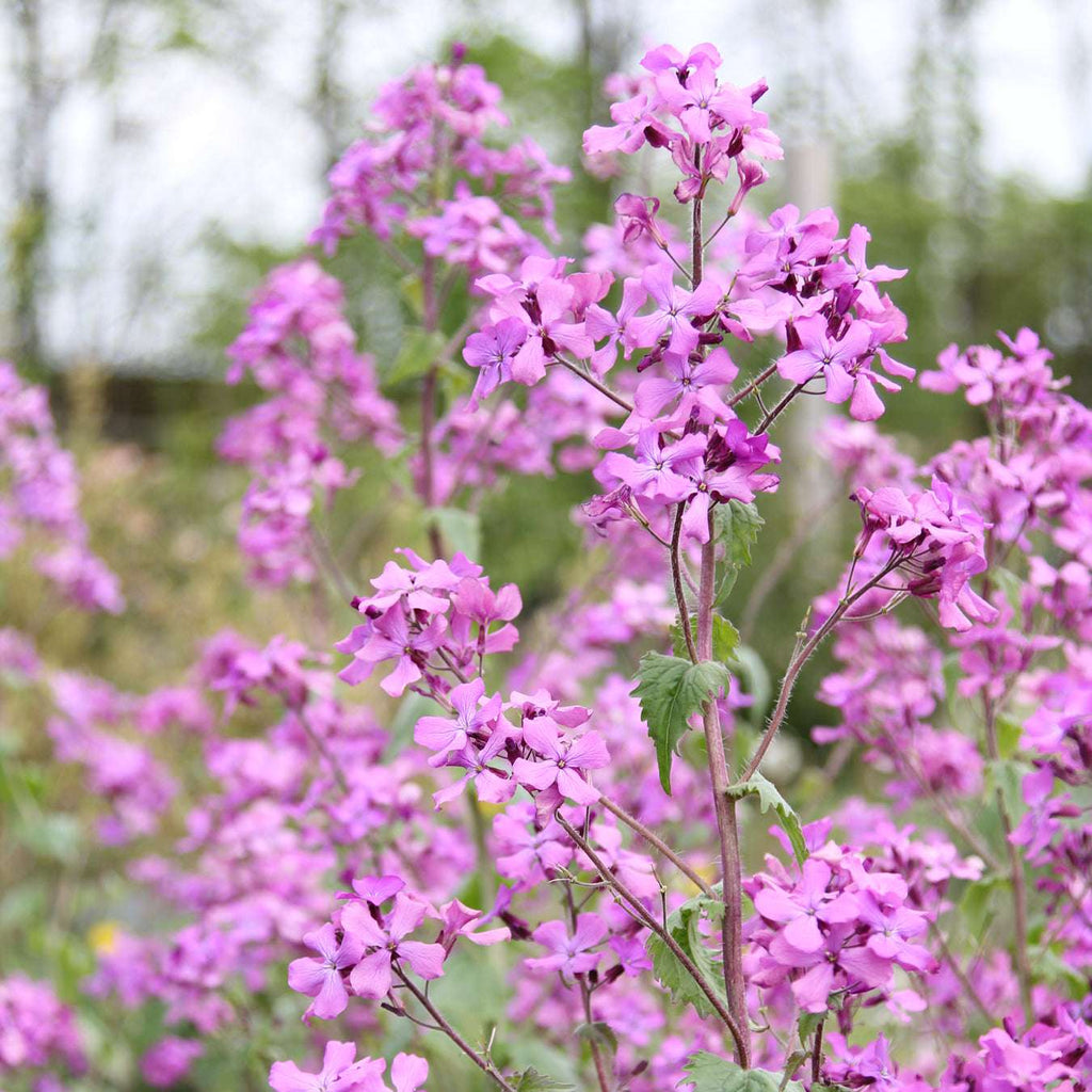 Blume Silberblatt Lunaria annua aus der Gartenzauber-Saatgutserie