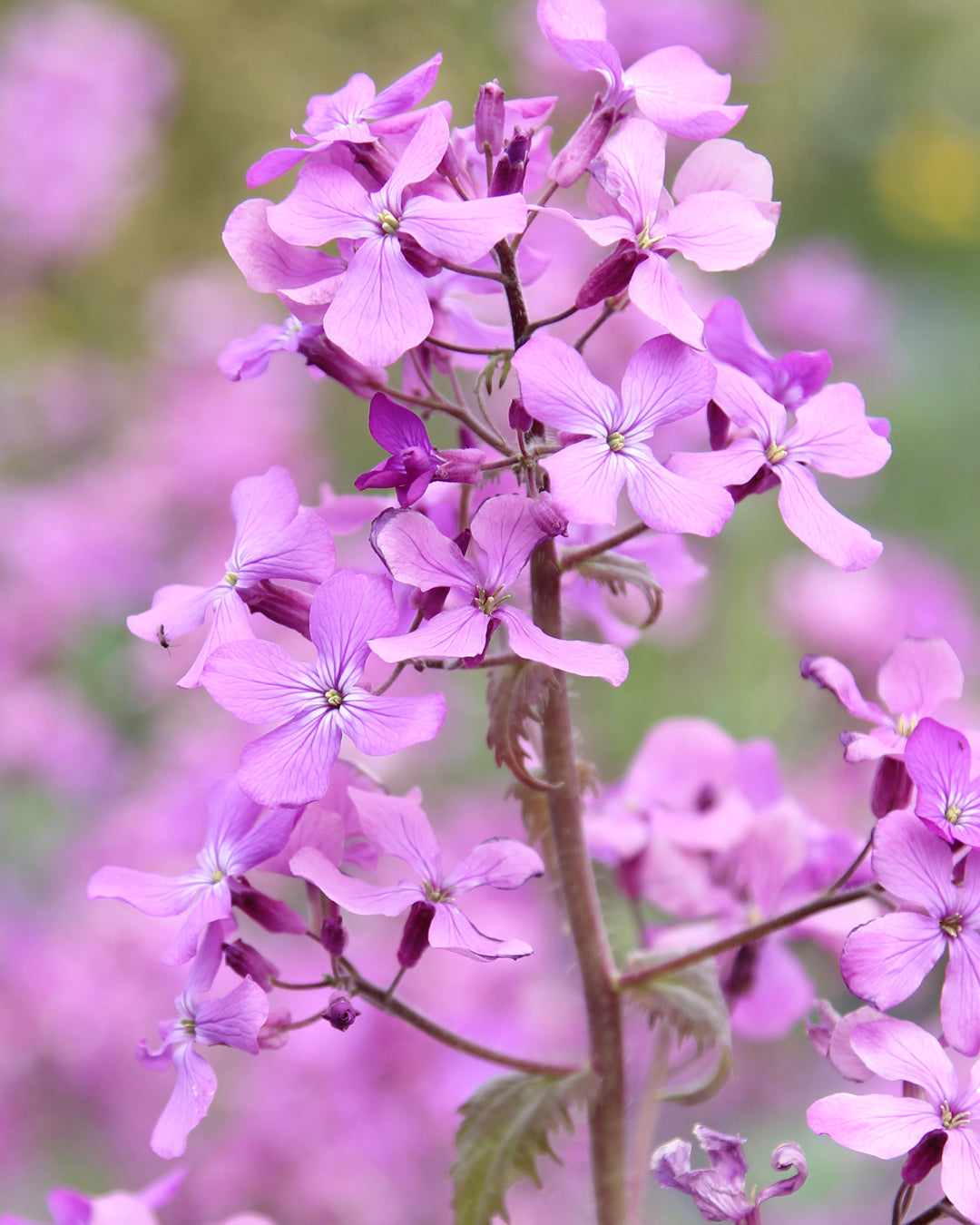 Blume Silberblatt Lunaria annua aus der Gartenzauber-Saatgutserie