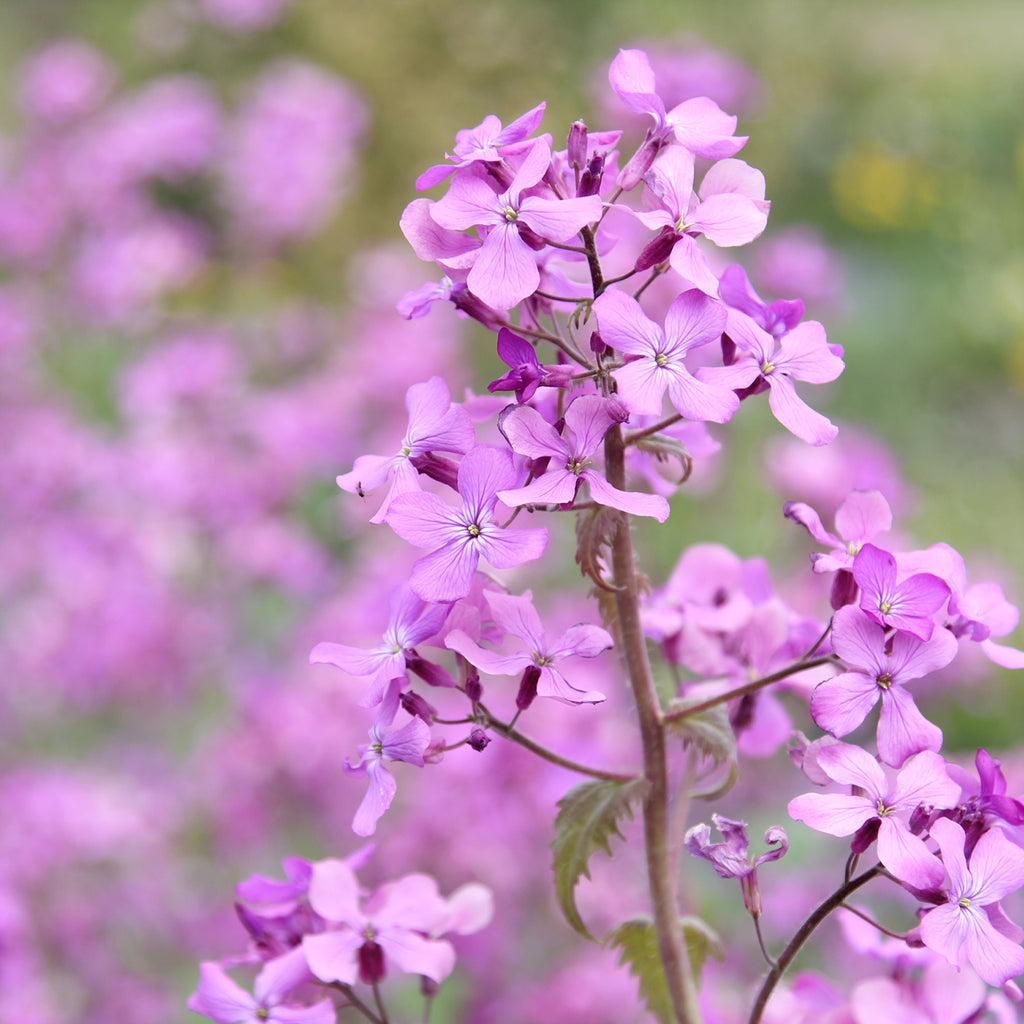 Silberblatt - Lunaria annua (violett)