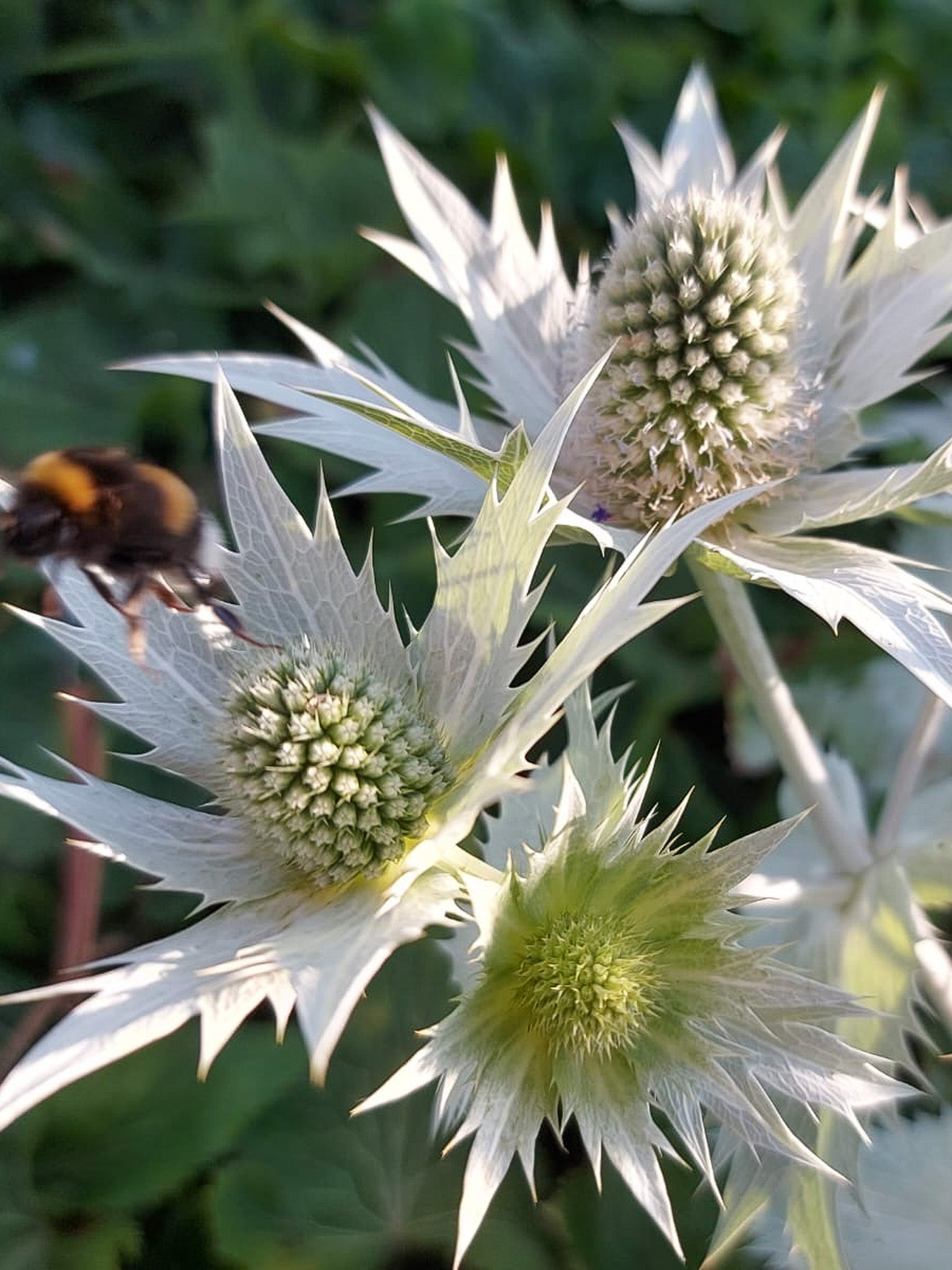 Elfenbeindistel (Eryngium giganteum) im sonnigen Staudenbeet mit hohen, verzweigten Stielen und silbrig-weißen Blütenköpfen.“
