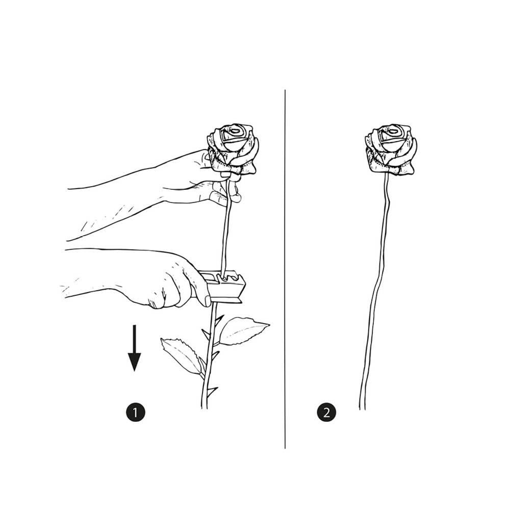 Entdorner in der Anwendung am Rosenstiel, entfernt Dornen und Blätter