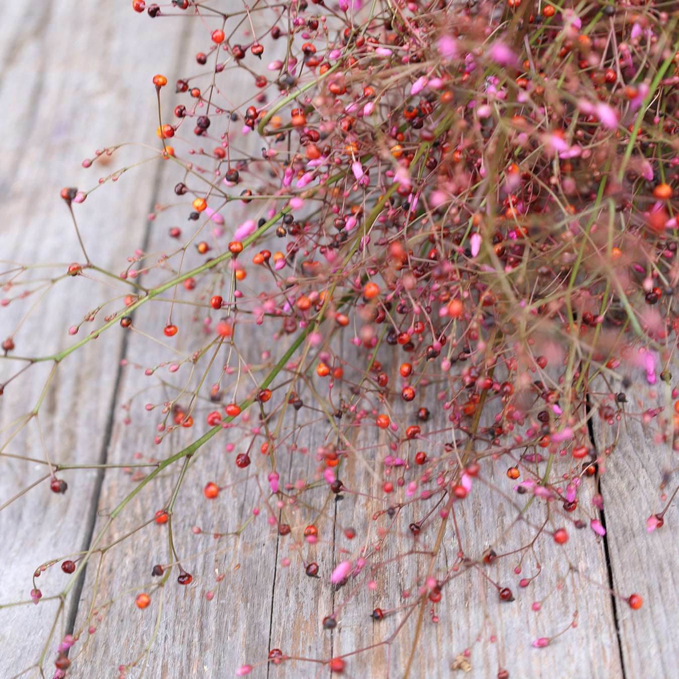 Bluehende Pflanze Erd-Ginseng Talinum paniculatum aus der Gartenzauber-Saatgutserie