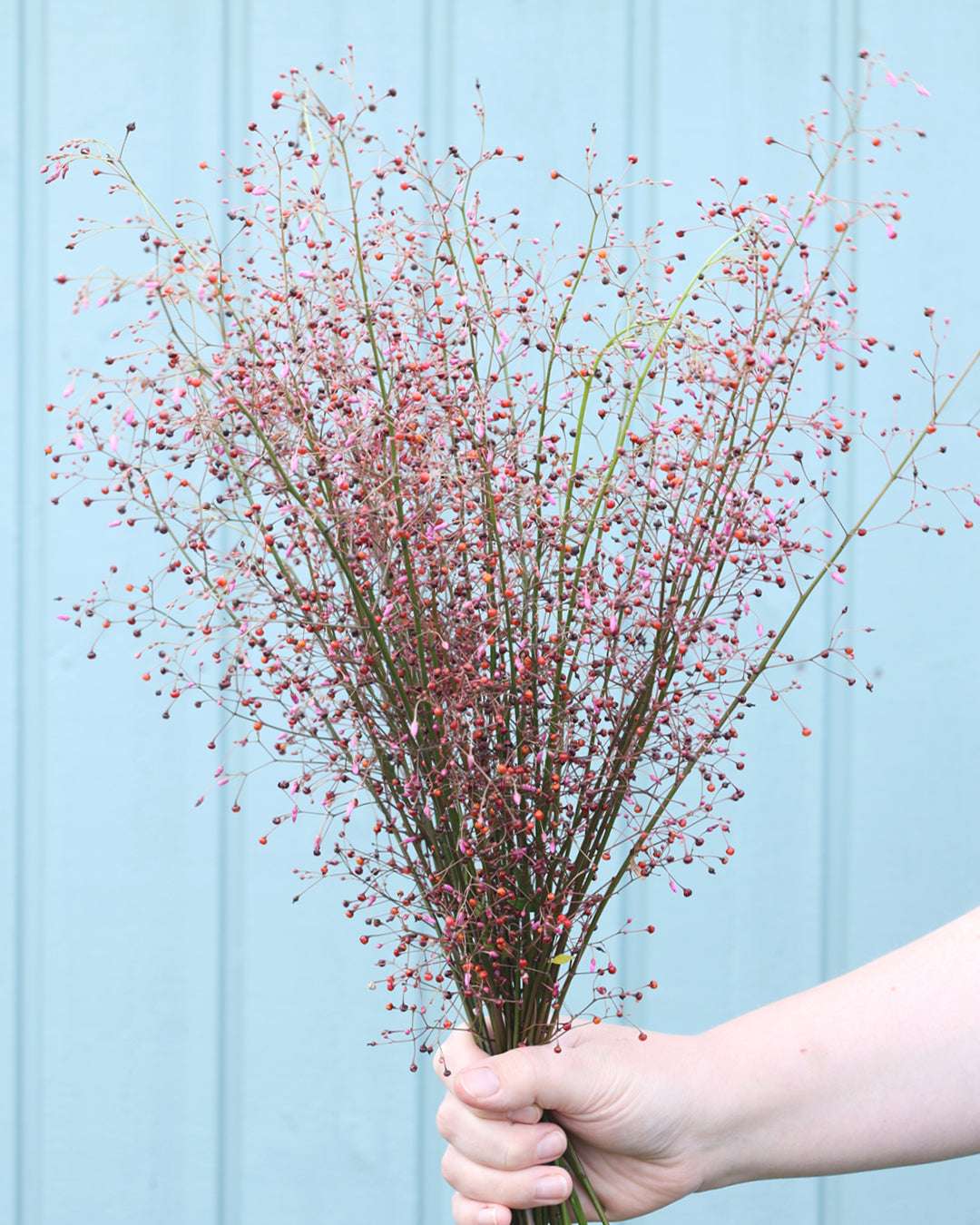 Bluehende Pflanze Erd-Ginseng Talinum paniculatum aus der Gartenzauber-Saatgutserie