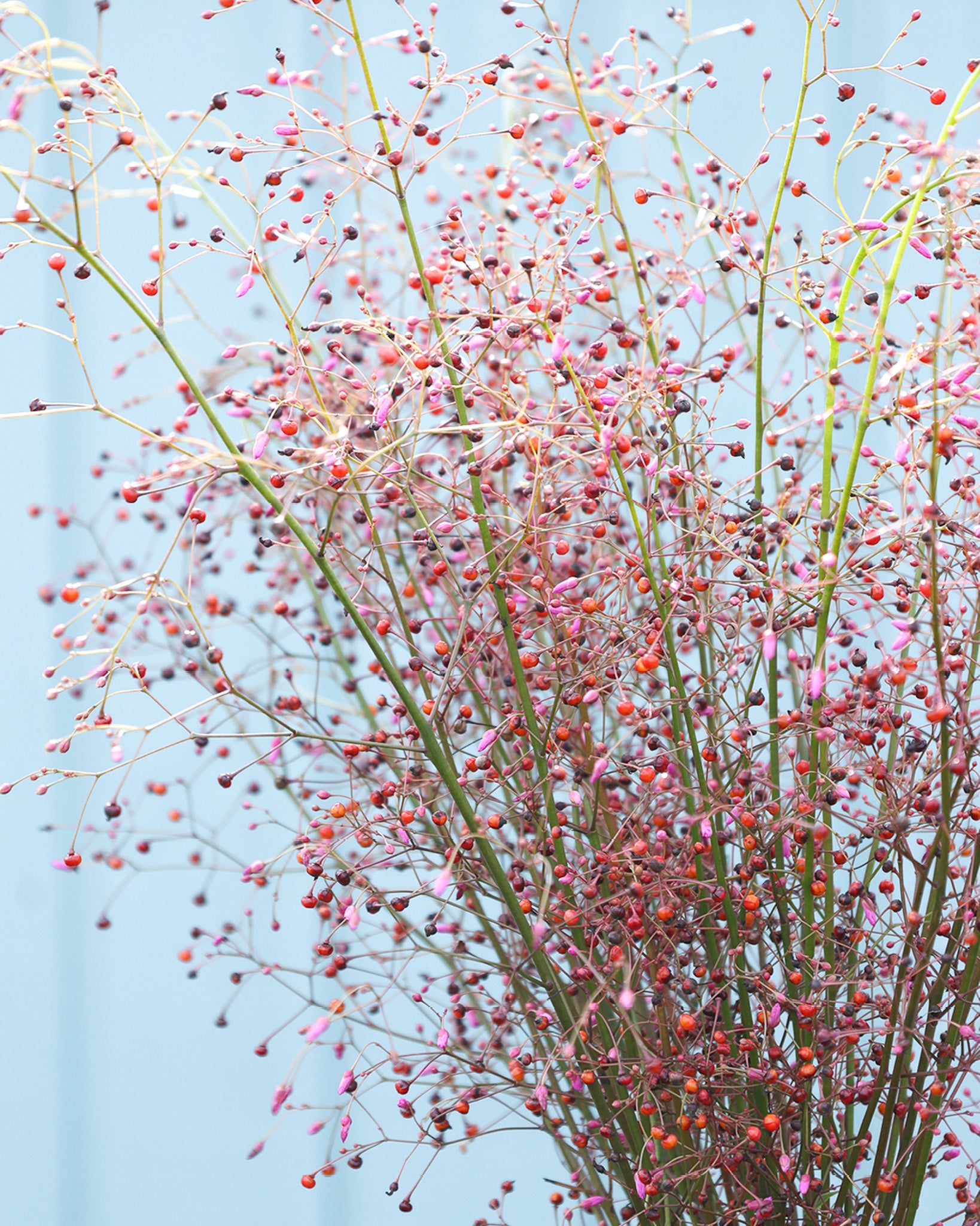Dekoratives, frisches Blattgrün des Erd-Ginsengs als strukturgebende Begleitpflanze im Beet.