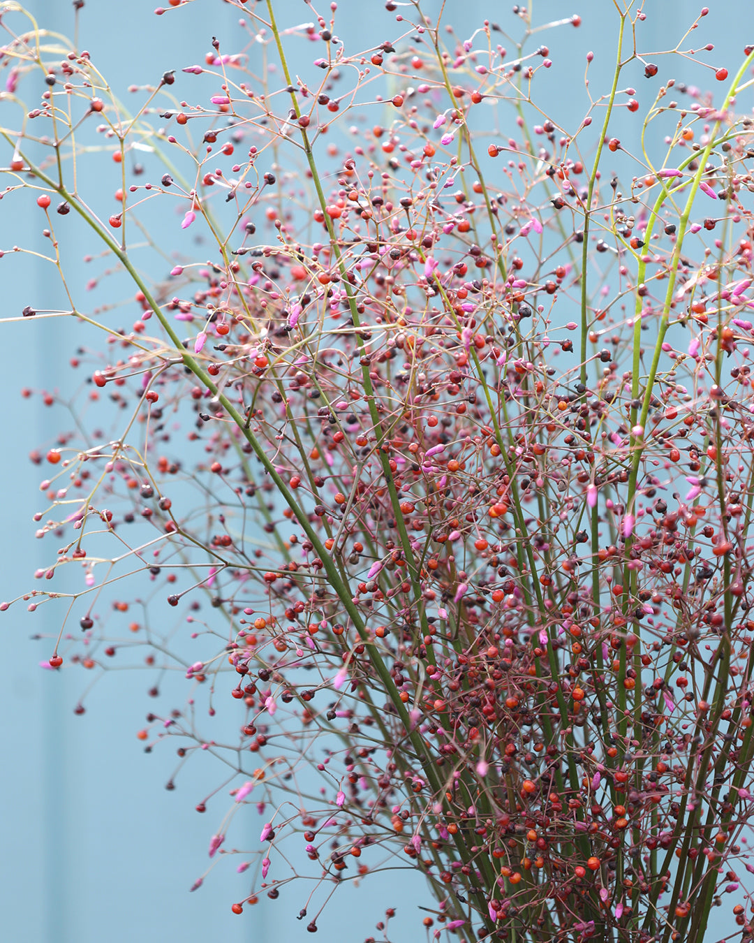 Bluehende Pflanze Erd-Ginseng Talinum paniculatum aus der Gartenzauber-Saatgutserie