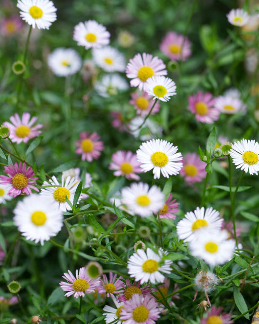 Spanisches Gänseblümchen · Erigeron karvinskianus · Saatgut von Gartenzauber