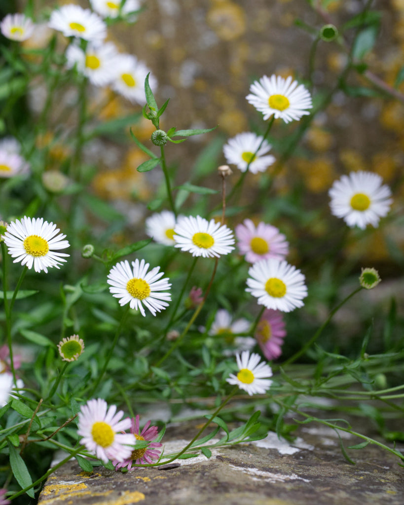Spanisches Gänseblümchen · Erigeron karvinskianus · Saatgut von Gartenzauber