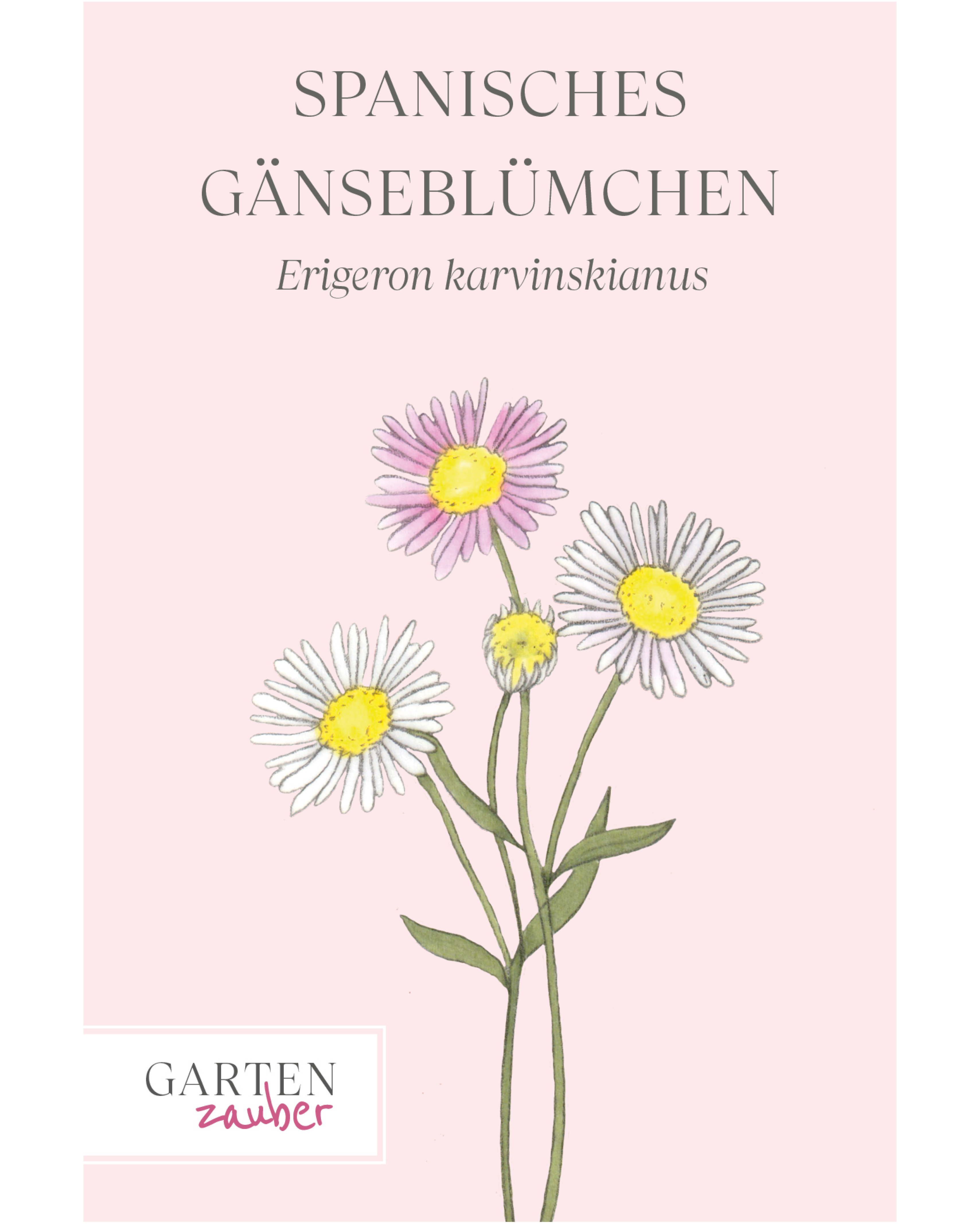 Spanisches Gänseblümchen · Erigeron karvinskianus · Saatgut von Gartenzauber