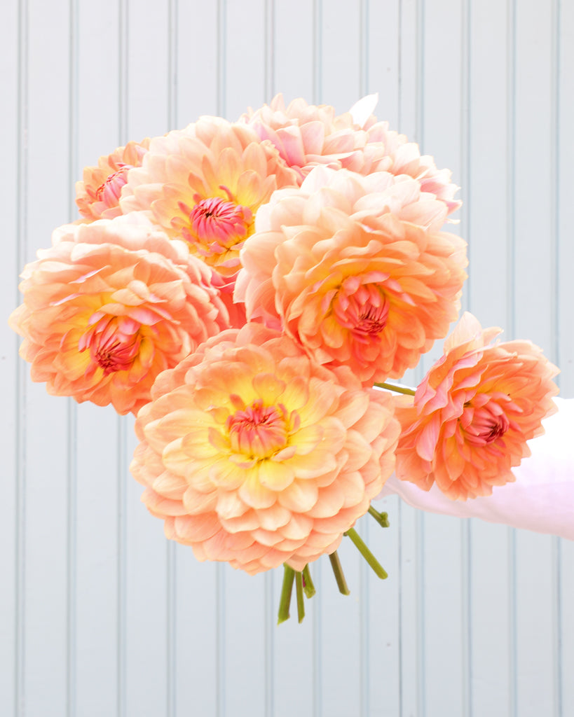 Ein Dahlienstrauß mit Blüten der Fawn vor einem hellblauen Hintergrund.