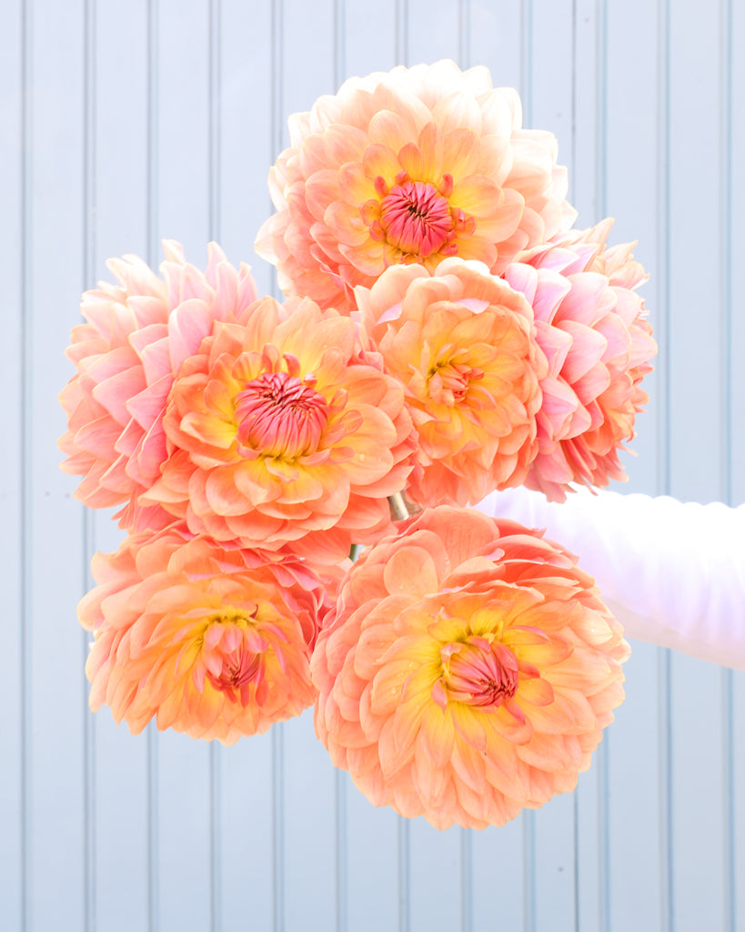 Ein Dahlienstrauß mit Blüten der Fawn vor einem hellblauen Hintergrund.