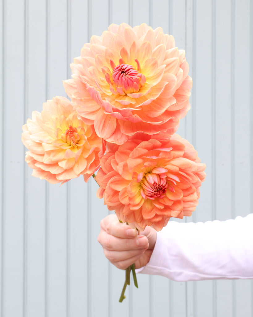 Drei Dahlienblüten der Fawn vor einem hellblauen Hintergrund.