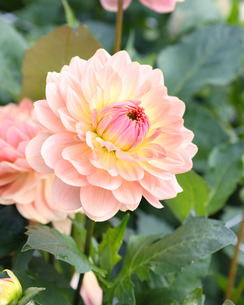 Eine Dahlienblüte der Sorte Fawn im Beet.