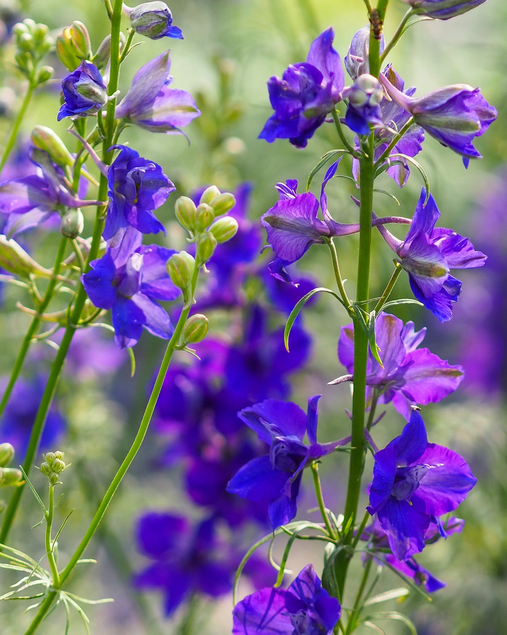 Tief dunkelblaue Blüten des Feldrittersporns ‚QIS Dark Blue‘ mit natürlichem Wiesencharakter.