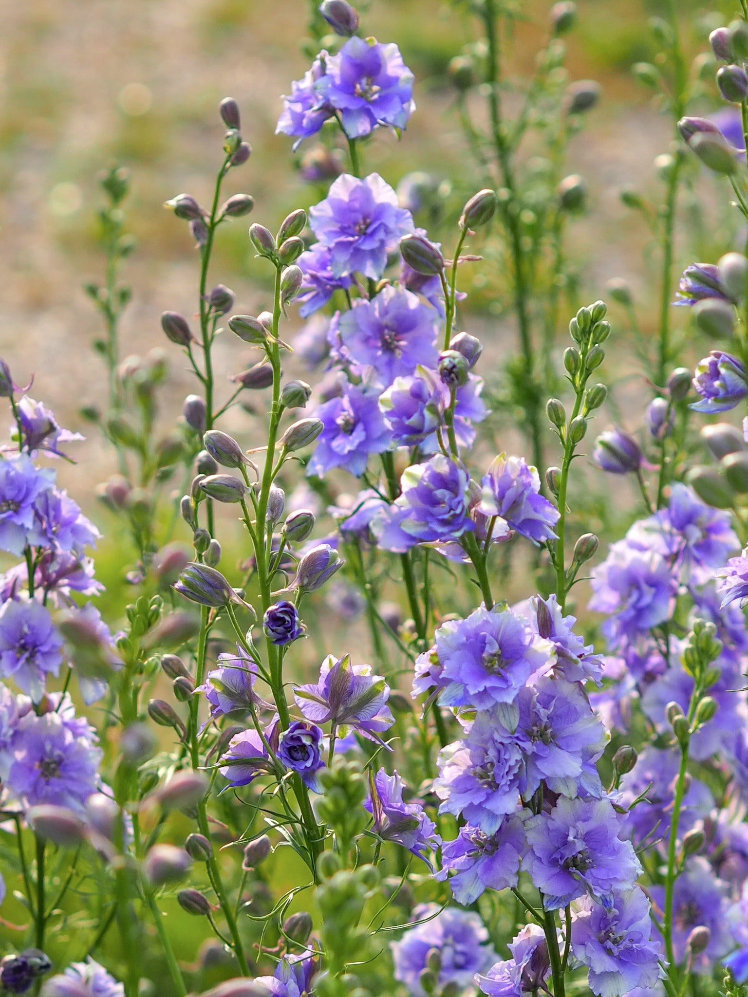 Hellblaue Blüten des Feldrittersporns ‚QIS Light Blue‘ an schlanken, aufrechten Stielen.