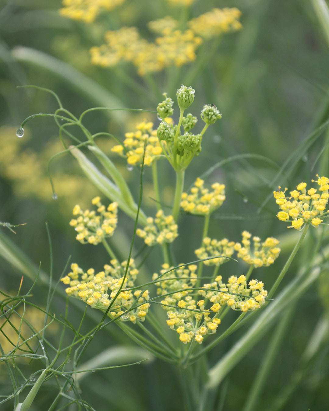Fennel 'Spice Fennel' – Foeniculum vulgare