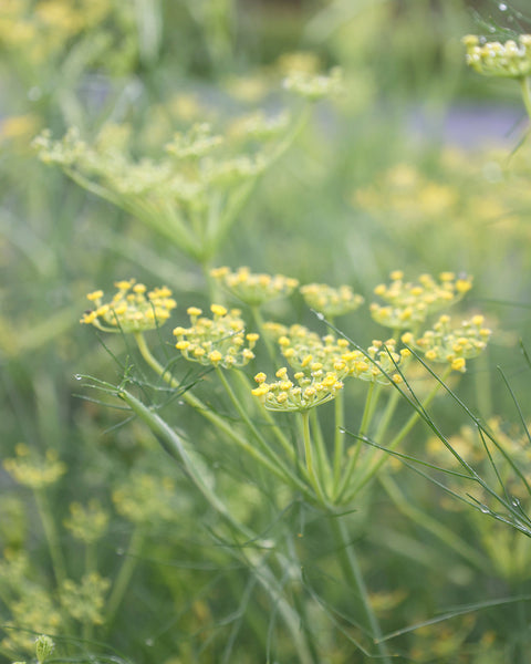 Fenchel · 'Gewürzfenchel' · BIO · Foeniculum vulgare · Saatgut von  Gartenzauber