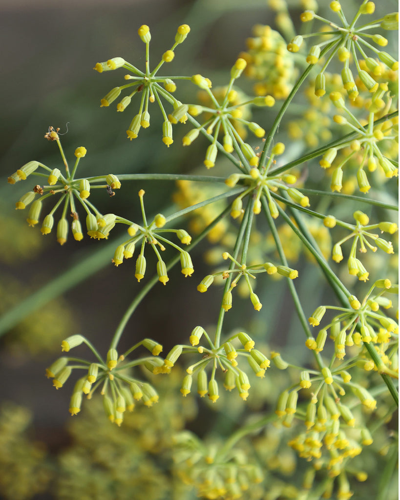 Fenchel 'Gewürzfenchel' – Foeniculum vulgare