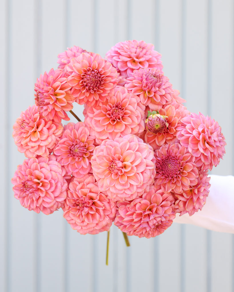 Ein Dahlienstrauß mit Blüten der Sorte Ferncliff Carefree vor eine, hellblauen Hintergrund.