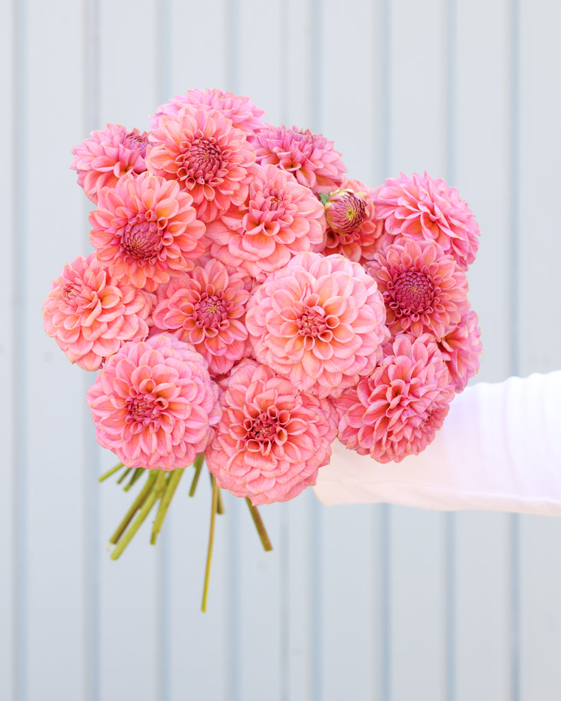Ein Dahlienstrauß mit Blüten der Sorte Ferncliff Carefree vor eine, hellblauen Hintergrund.