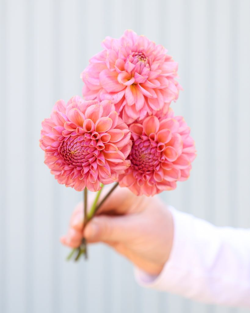 Drei Dahliensblüten der Sorte Ferncliff Carefree vor eine, hellblauen Hintergrund.