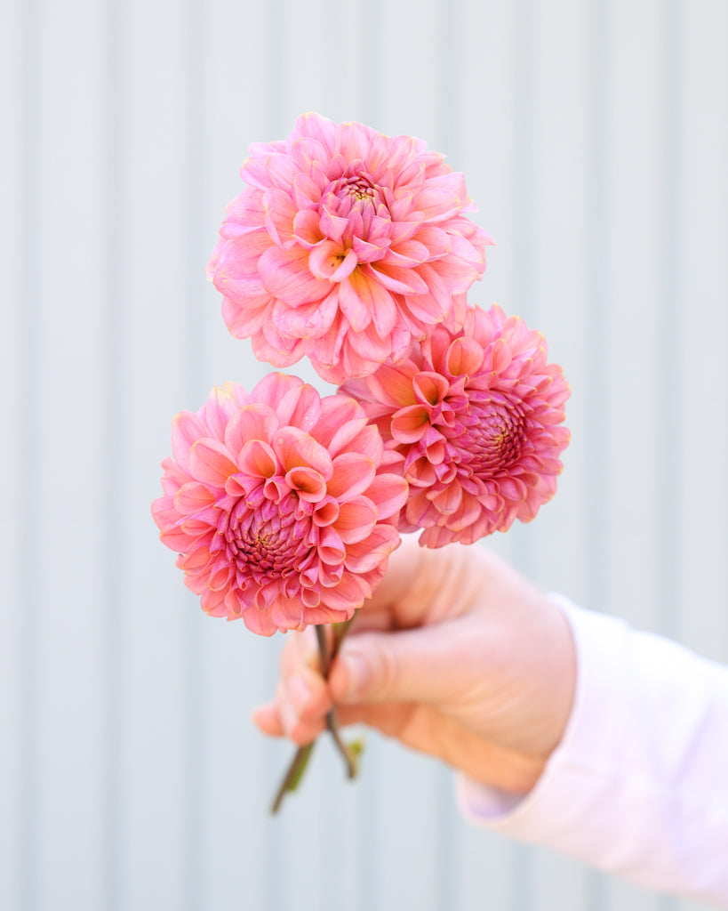 Drei Dahliensblüten der Sorte Ferncliff Carefree vor eine, hellblauen Hintergrund.