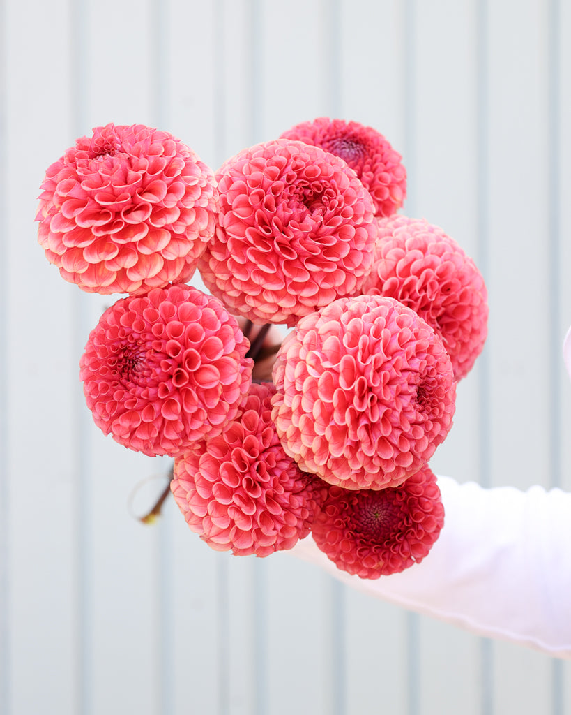 Ein Dahlienstrauß mit Blüten der Sorte Ferncliff Rusty vor einem hellblauen Hintergrund.