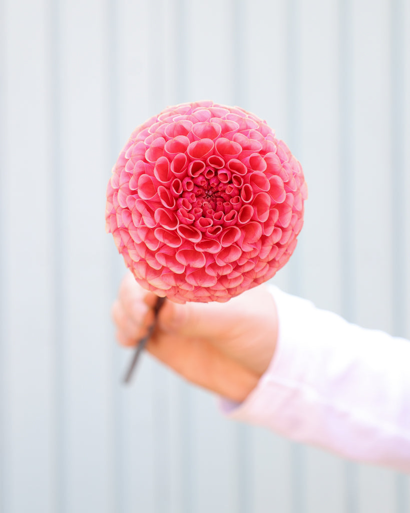 Eine Dahlienblüte der Sorte Ferncliff Rusty vor einem hellblauen Hintergrund.