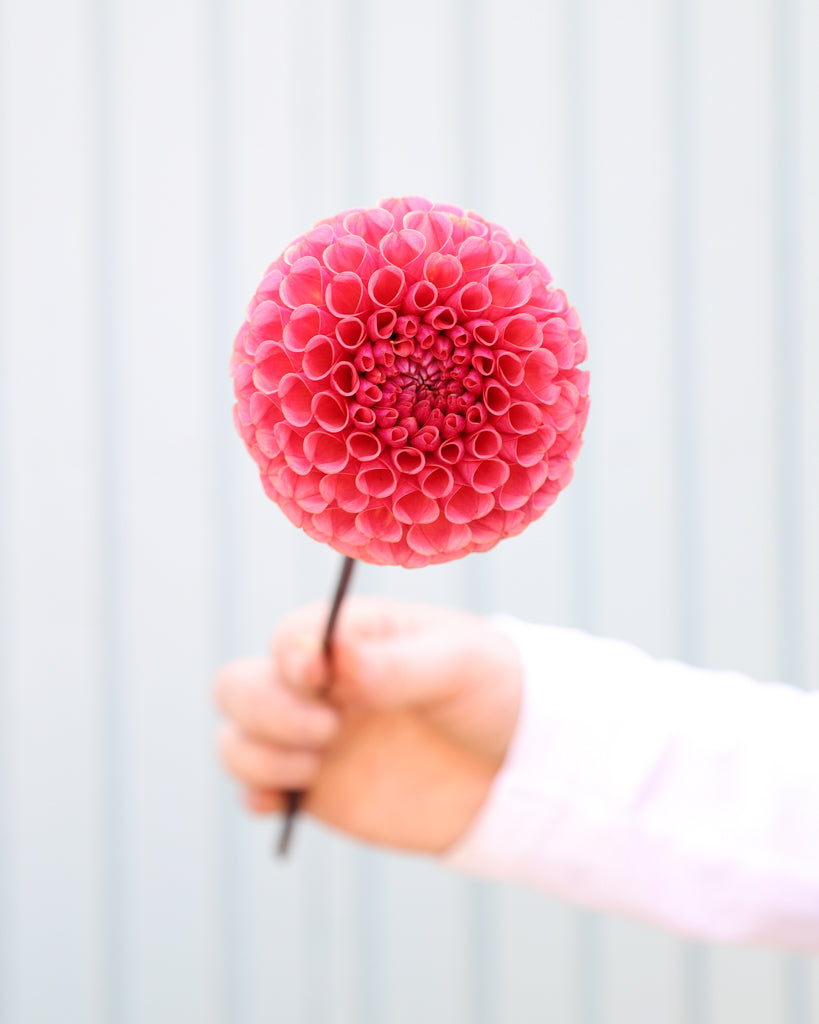 Eine Dahlienblüte der Sorte Ferncliff Rusty vor einem hellblauen Hintergrund.