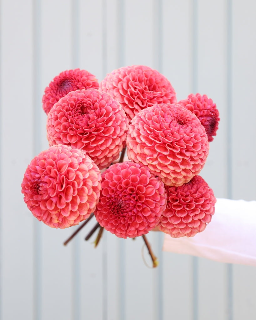 Ein Dahlienstrauß mit Blüten der Sorte Ferncliff Rusty vor einem hellblauen Hintergrund.