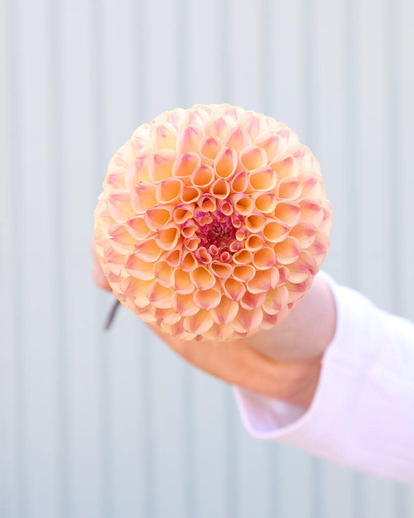 Eine Blüte der Dahlie Ferncliff Spice vor einem hellblauen Hintergrund.