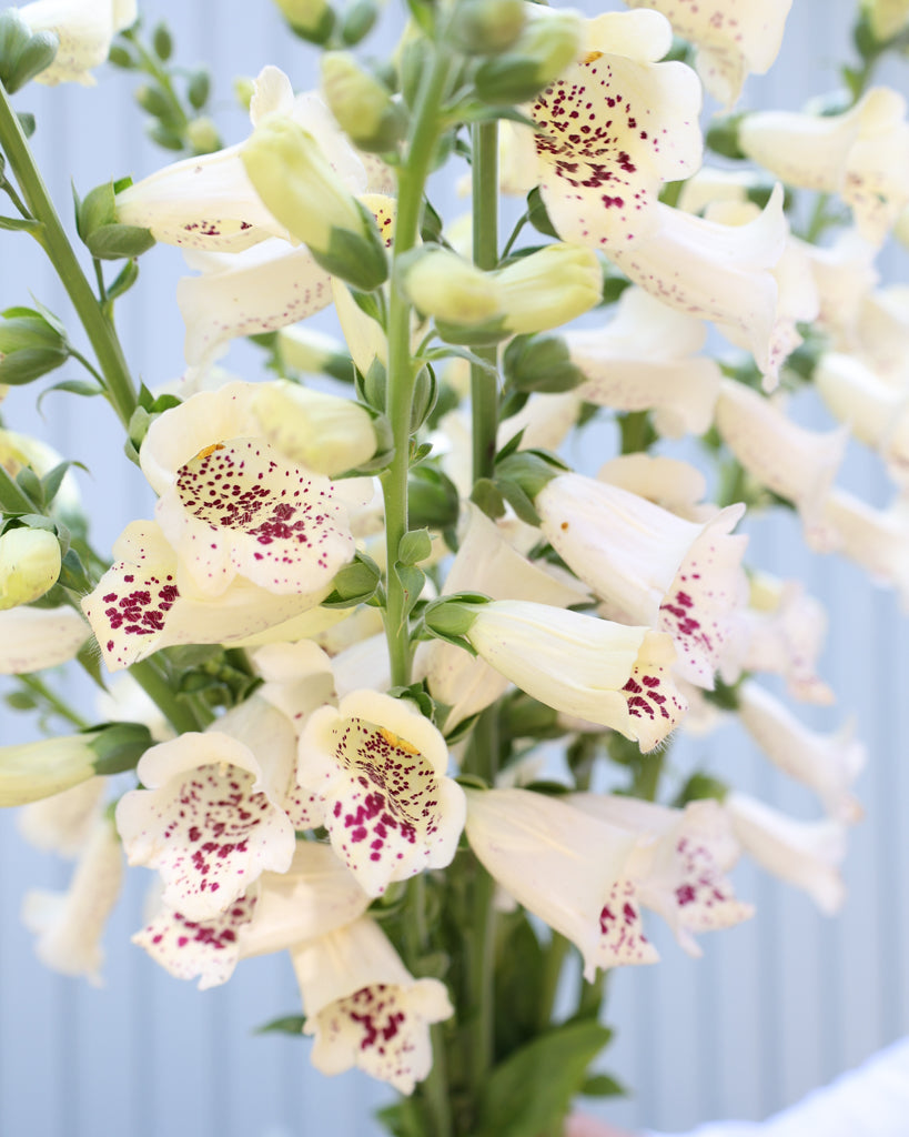 Nahaufnahme einiger Blüten des Fingerhuts (Digitalis purpurea ‘Camelot Cream’) in zartem Cremeweiß mit charakteristischer Glockenform.